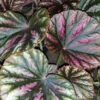 Begonia Candy Stripes, pianta da interno