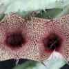 Caralluma repens, pianta da interno