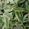 Aeschynanthus Bolero Bicolore, pianta da interno
