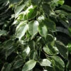 Ficus benjamina Variegato, pianta da interno