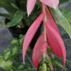 Billbergia x windii, pianta da interno