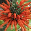 Leonotis leonurus, pianta per orto e cucina