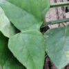 Cissus quadrangolaris, pianta da esterno