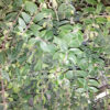 Aeschynanthus radicans, pianta da interno