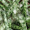 Aloe Jurassic Spider, pianta da interno