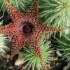 Huernia pillansii, pianta da interno