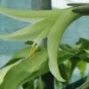 Puya mirabilis, pianta da interno e da esterno