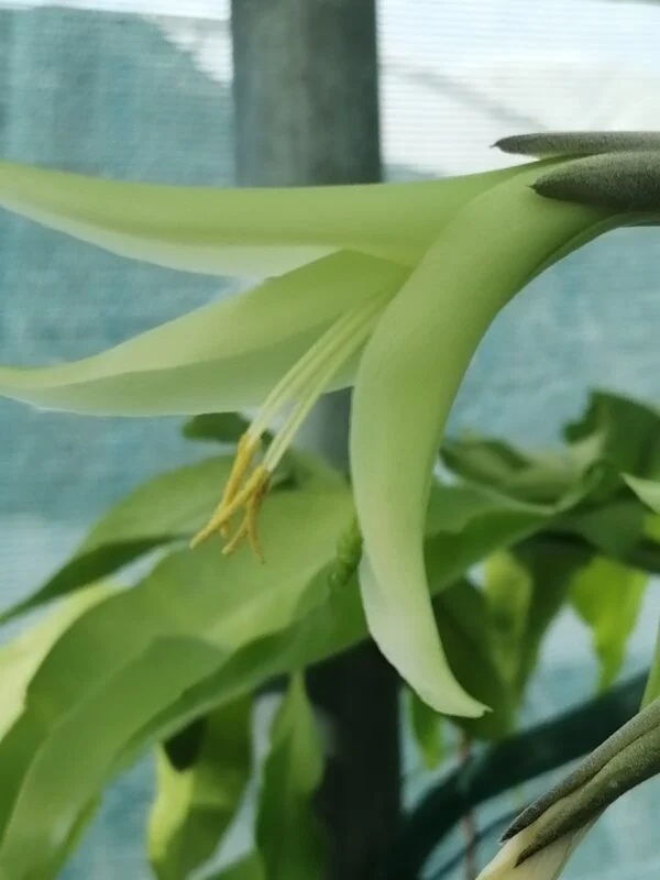 Puya mirabilis, pianta da interno e da esterno