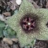 Caralluma hexagona, pianta da interno