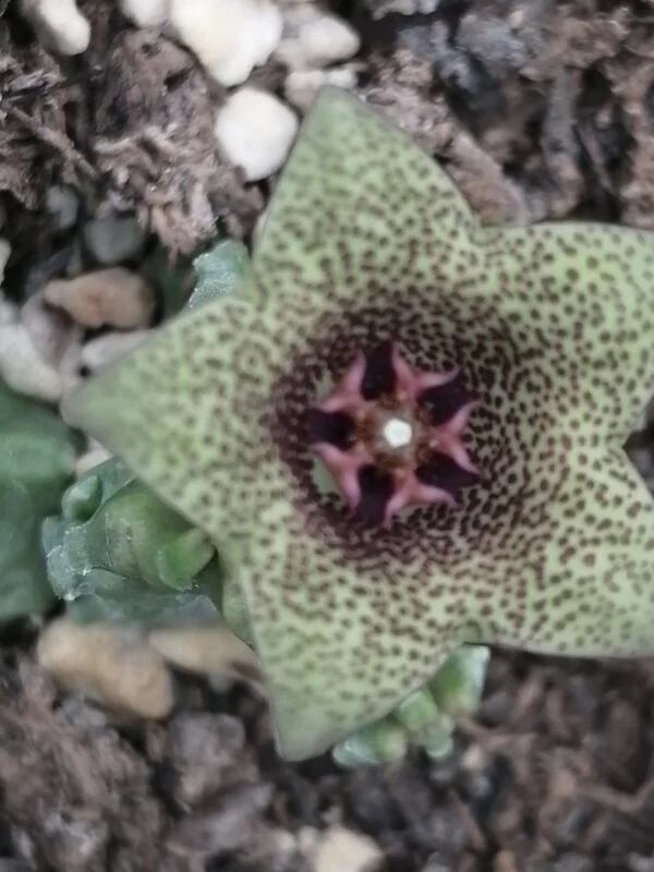Caralluma hexagona, pianta da interno