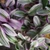 Tradescantia Sweetness, pianta da interno e da esterno