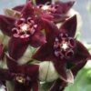Caralluma shadhbana, pianta da interno