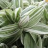 Tradescantia Tenderness, pianta da interno e da esterno