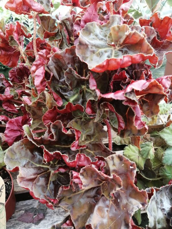 Begonia Autumn Crinkle, foto 2