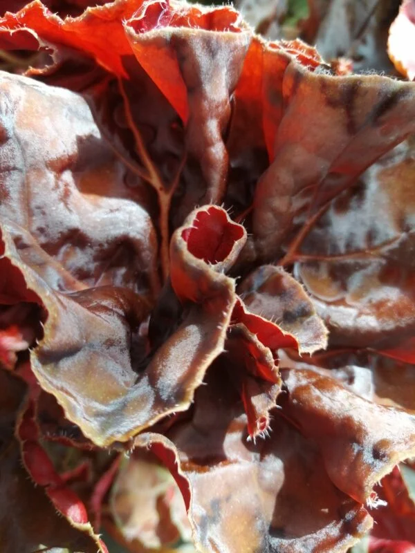 Begonia Autumn Crinkle, foto 3