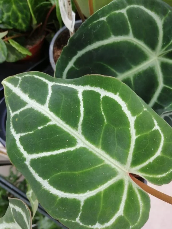 Anthurium crystallinum, pianta da interno