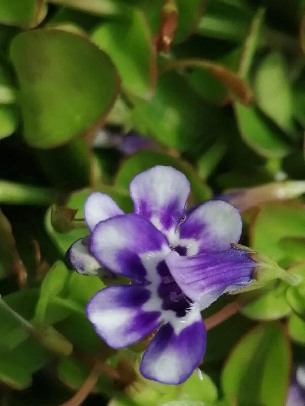 Lindernia grandiflora, pianta da esterno