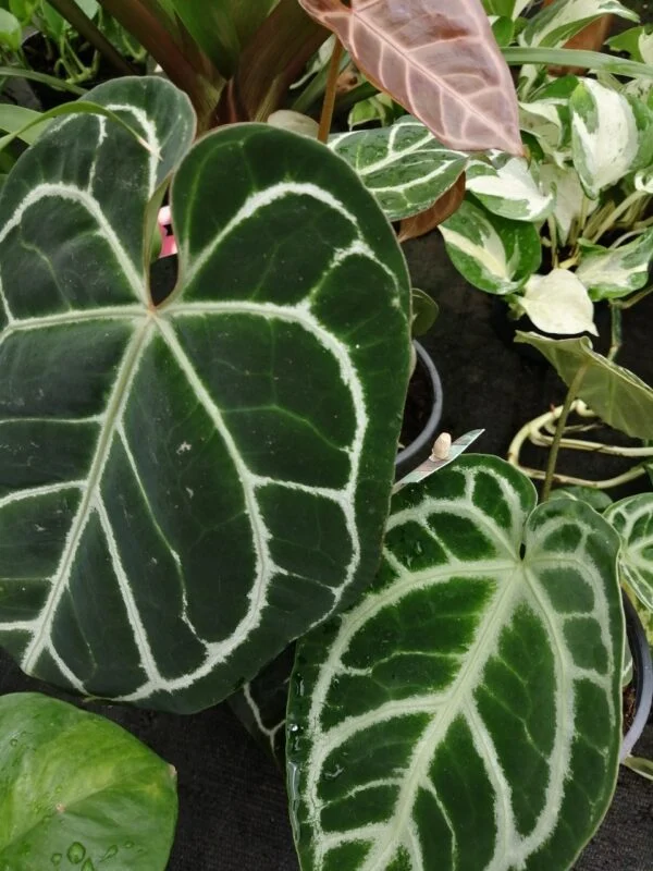 Anthurium crystallinum, foto 2