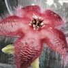 Stapelia asterias var. lucida, pianta da interno