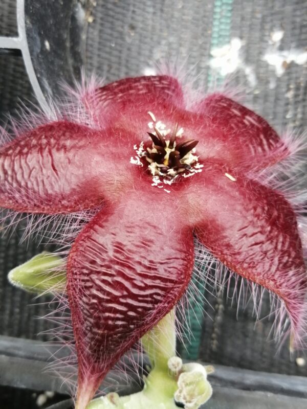 Stapelia asterias var. lucida, pianta da interno