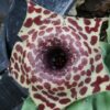 Stapelia x Orbea Ibrido (Pungii), pianta da interno