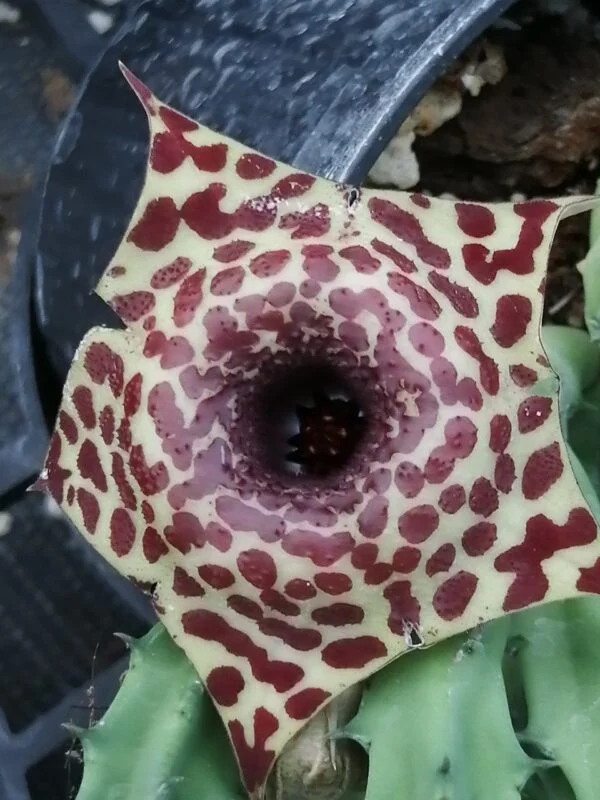 Stapelia x Orbea Ibrido (Pungii), pianta da interno