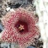 Huernia erinacea, pianta da interno