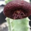 Stapelia engleriana, pianta da interno