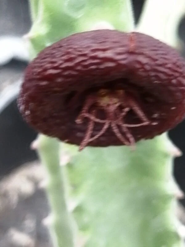 Stapelia engleriana, pianta da interno