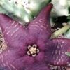 Orbea doldii, pianta da interno