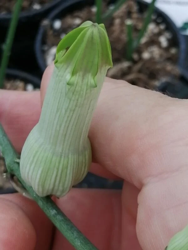 Ceropegia ampliata, pianta da interno