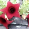Huernia macrocarpa var. penzigii, pianta da interno