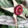 Huernia procumbens, pianta da interno