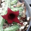 Huernia pillansii x pendula, pianta da interno