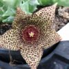 Orbea verrucosa, pianta da interno