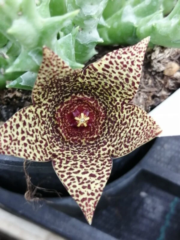 Orbea verrucosa, pianta da interno