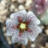 Stapelia erectiflora, pianta da interno