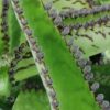 Kalanchoe pinnata, pianta da interno