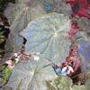 Begonia Dark Side of the Moon, pianta da interno