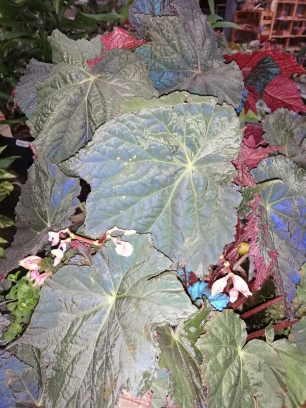 Begonia Dark Side of the Moon, pianta da interno