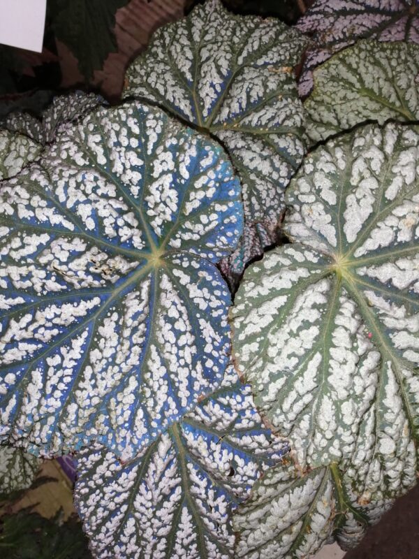 Begonia Sterling Moon, foto 4