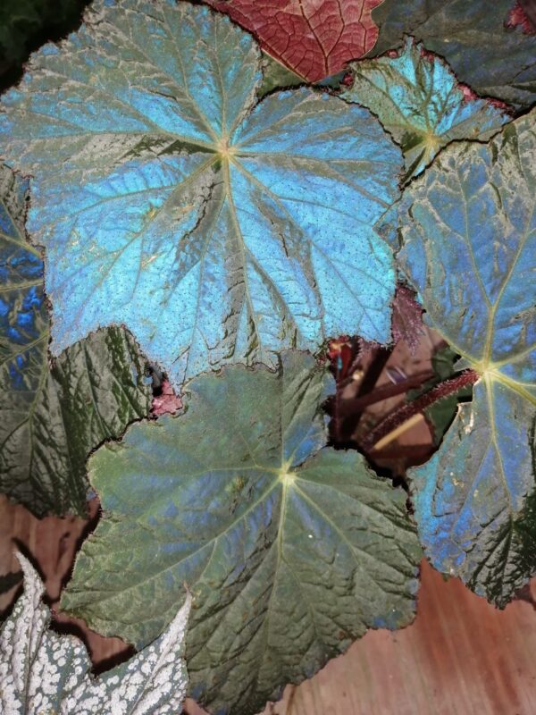 Begonia Harvest Moon, foto 2