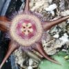 Duvalia corderoyi, pianta da interno