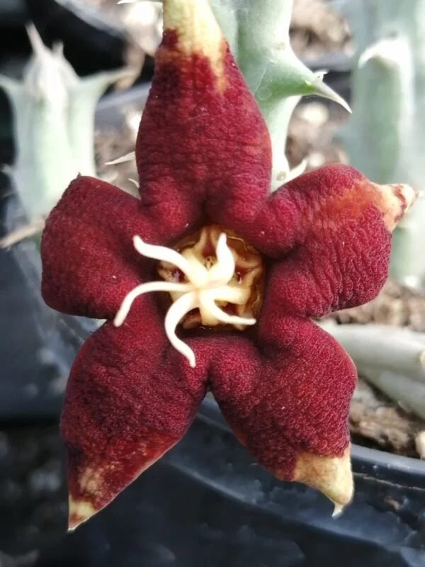 Huerniopsis atrosanguinea, pianta da interno