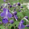 Caryopteris divaricata, pianta da esterno