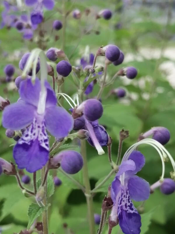 Caryopteris divaricata, pianta da esterno