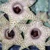 Huernia thuretii, pianta da interno