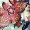 Orbea macloughlinii, pianta da interno
