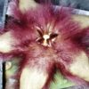 Stapelia ibrido orto1, pianta da interno