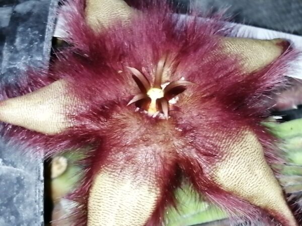 Stapelia ibrido orto1, pianta da interno